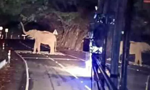 വാ​ൽ​പ്പാ​റ​യി​ൽ വി​നോ​ദ സ​ഞ്ചാ​രി​ക​ളു​ടെ രാ​ത്രി​യാ​ത്ര വി​ല​ക്കി വ​നം​വ​കു​പ്പ്