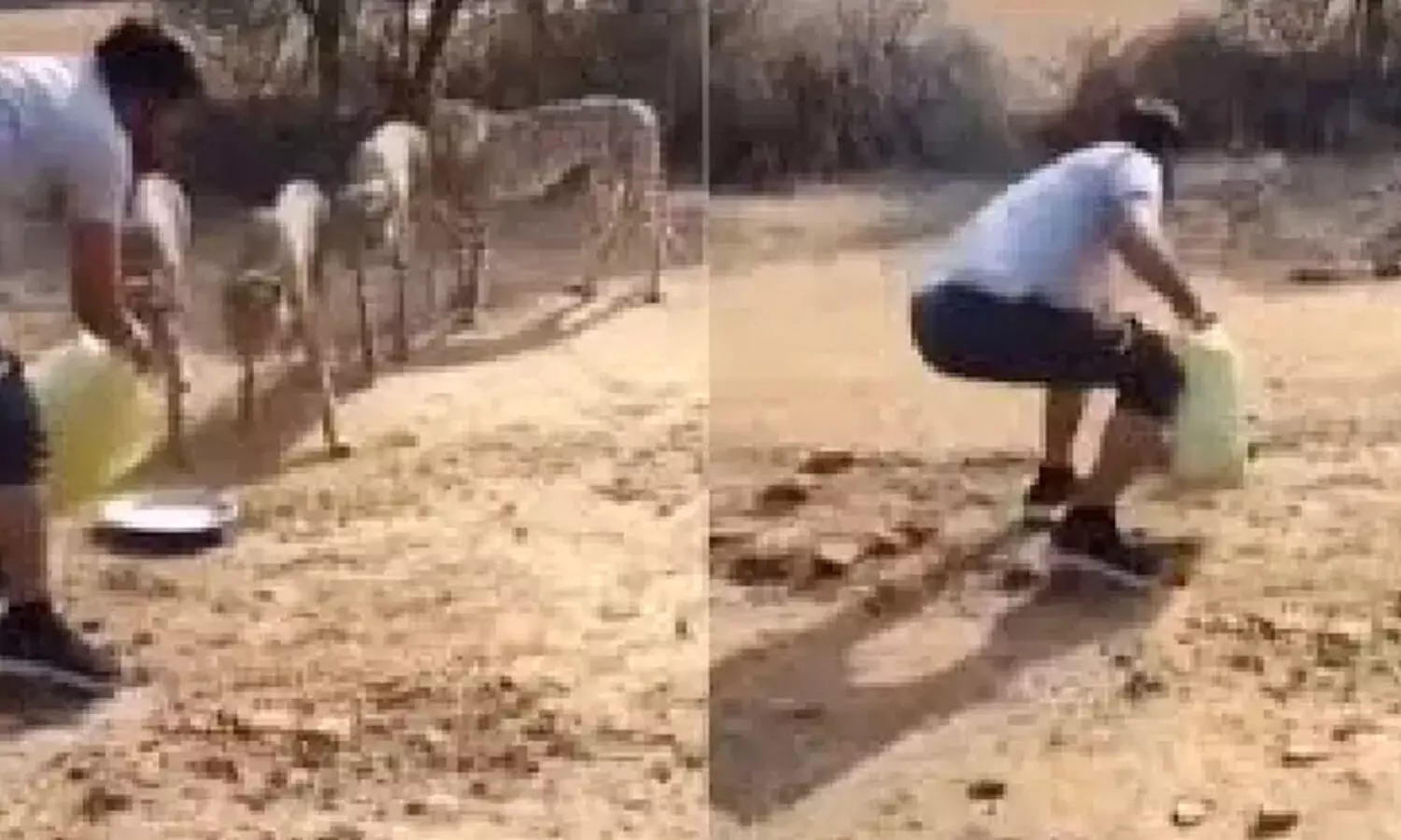 ചീറ്റകൾക്ക് വെള്ളം കൊടുക്കുന്ന വിഡിയോ വൈറൽ; ഡ്രൈവറെ സസ്പെൻഡ് ചെയ്തു