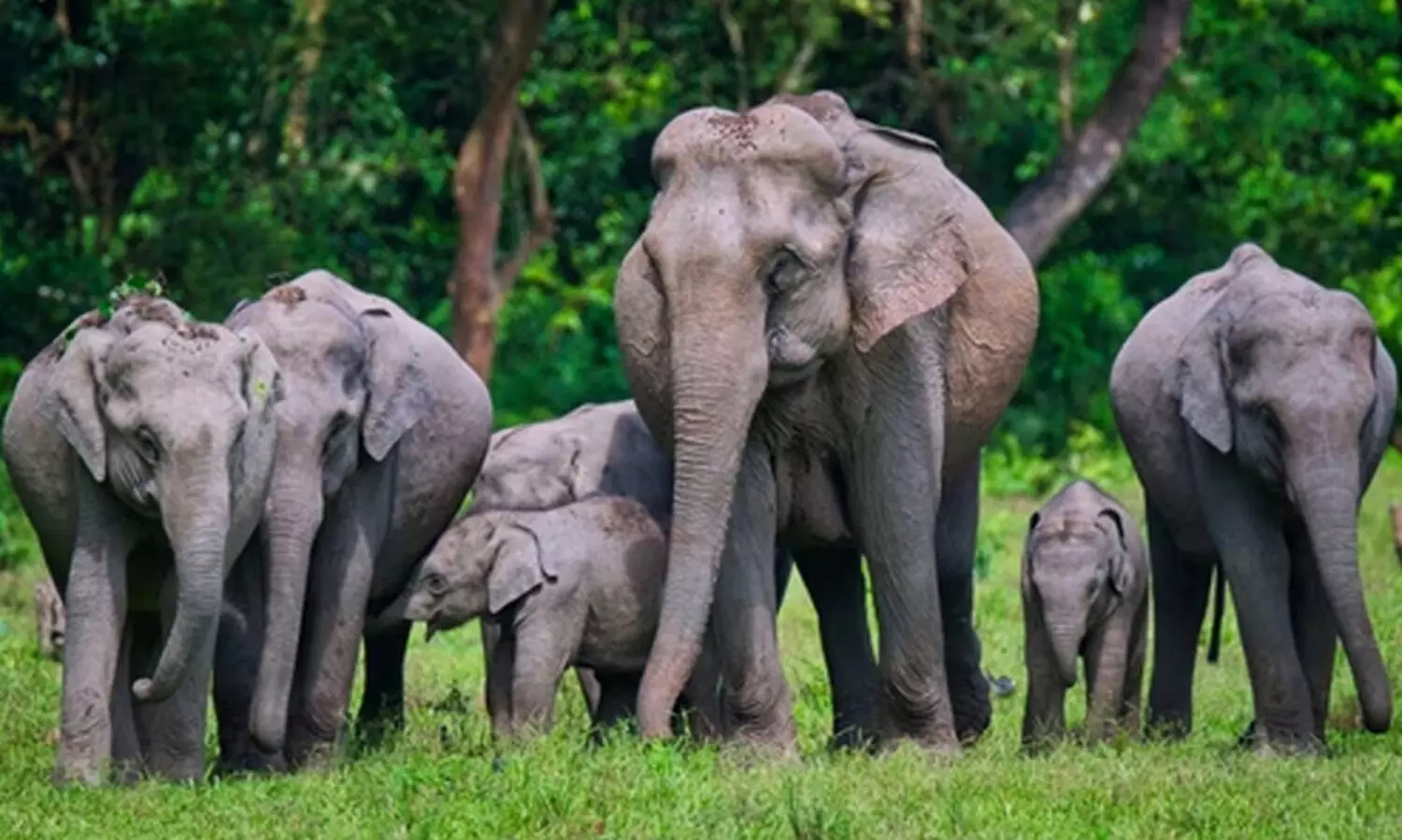 കാട്ടാനകളുടെ കൂട്ടമരണത്തിൽ അസ്വാഭാവികതയില്ലെന്ന്  ഡോ. ​അ​രു​ൺ സ​ഖ​റി​യ