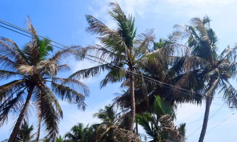 തേങ്ങക്ക് വിലയുയർന്നപ്പോൾ തെങ്ങുകൾക്ക് വ്യാപക രോഗം