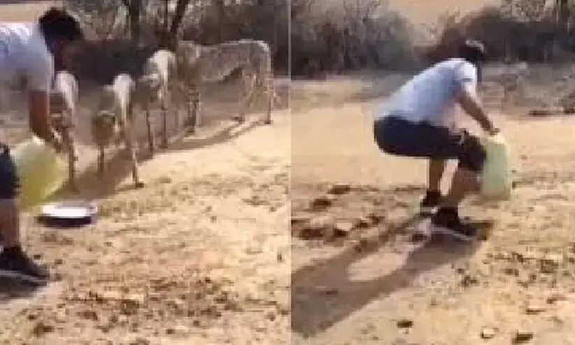 ചീറ്റകൾക്ക് വെള്ളം കൊടുക്കുന്ന വിഡിയോ വൈറൽ; ഡ്രൈവറെ സസ്പെൻഡ് ചെയ്തു ചീറ്റകൾക്ക് വെള്ളം കൊടുക്കുന്ന വിഡിയോ വൈറൽ; ഡ്രൈവറെ സസ്പെൻഡ് ചെയ്തു