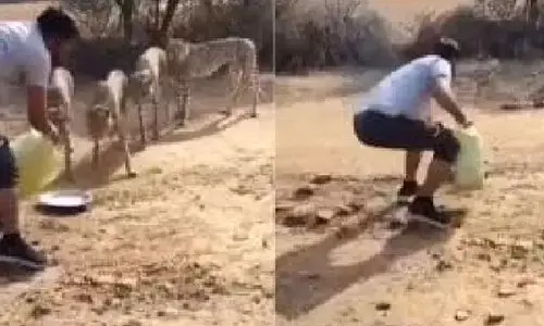 ചീറ്റകൾക്ക് വെള്ളം കൊടുക്കുന്ന വിഡിയോ വൈറൽ; ഡ്രൈവറെ സസ്പെൻഡ് ചെയ്തു