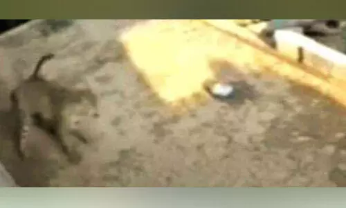 വാൽപ്പാറയിൽ വീട്ടുമുറ്റത്ത് കളിക്കുന്ന കുട്ടിയുടെ മുന്നിലേക്ക് ചാടി പുലി; ബഹളം വെച്ച് നായ്ക്കൾ; രക്ഷപ്പെട്ടത് തലനാരിഴക്ക് -വിഡിയോ