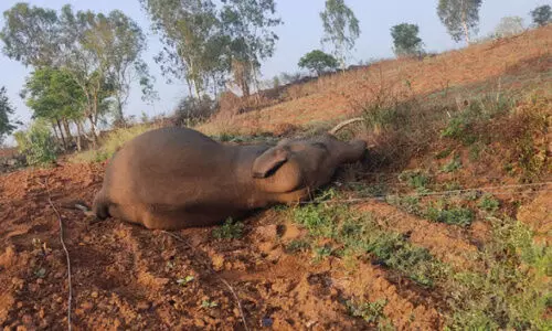 ബ​ന്ദി​പ്പൂ​രി​ൽ വൈ​ദ്യു​താ​ഘാ​ത​മേ​റ്റ് കാ​ട്ടാ​ന ചെ​രി​ഞ്ഞു
