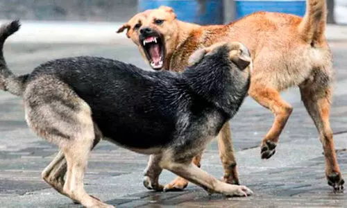 തെരുവുനായ്​ക്കളുടെ വിളയാട്ടം; പുറത്തിറങ്ങിയാൽ കടിയുറപ്പ്