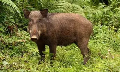 കാട്ടുപന്നി ആക്രമണം; മൂന്നുപേർക്ക് പരിക്ക്