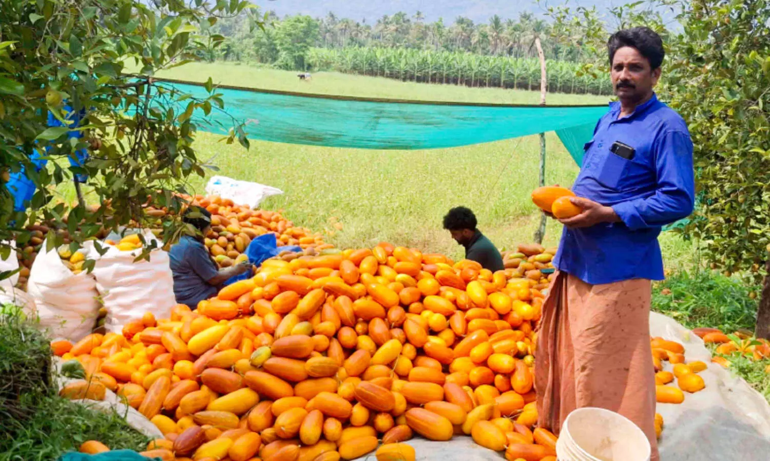 വെ​ള്ള​രി വി​ള​വെ​ടു​ത്തു; ഇ​നി ക​ൺ​നി​റ​യെ ക​ണി കാ​ണാം