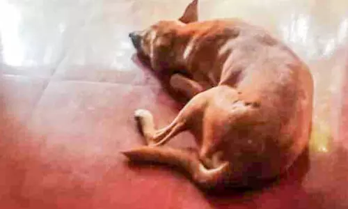 കരിങ്ങാംതുരുത്ത് ആശുപത്രിയിൽ തെരുവുനായ്​ ശല്യം രൂക്ഷം