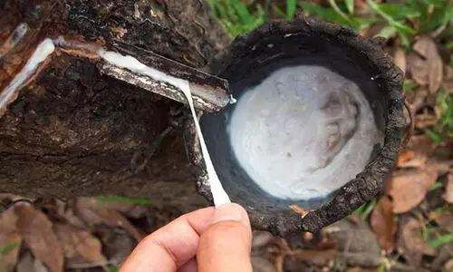 പകരച്ചുങ്കം; റബറിൽ ചാഞ്ചാട്ടം