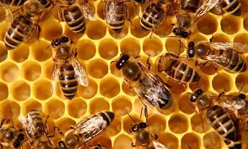 മരത്തിനു മുകളിലെ കൂട് പരുന്ത് തലയിലേക്ക് തള്ളിയിട്ടു; തേനീച്ചയുടെ കുത്തേറ്റ് എസ്റ്റേറ്റ് തൊഴിലാളിക്ക് ദാരുണാന്ത്യം