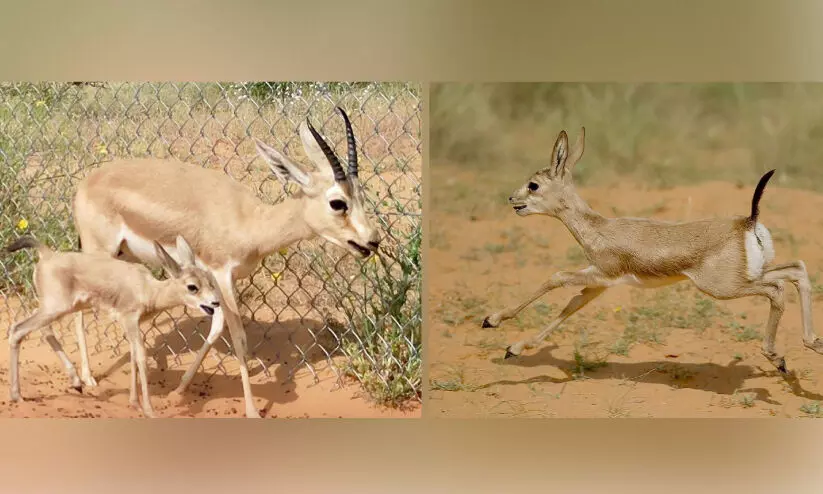 ബുറൈദ മരുഭൂമിയിൽ അപൂർവ അറേബ്യൻ മാനുകൾ പിറന്നു ബുറൈദ മരുഭൂമിയിൽ അപൂർവ അറേബ്യൻ മാനുകൾ പിറന്നു