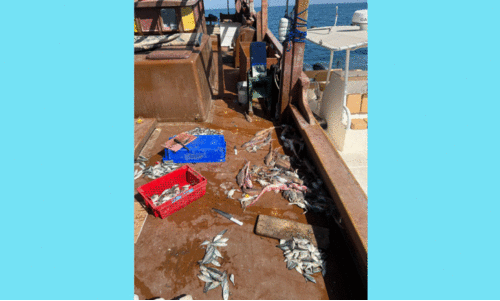 മ​ത്സ്യ​ബ​ന്ധ​ന നി​യ​മ​ലം​ഘ​നം; പ​രി​ശോ​ധ​ന ക​ർ​ശ​നം