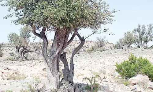 ജ​ബ​ൽ അ​ഖ്ദ​റി​ന് അ​നു​ഗ്ര​ഹ​മാ​യി അ​ൽ അ​തം മ​ര​ങ്ങ​ൾ