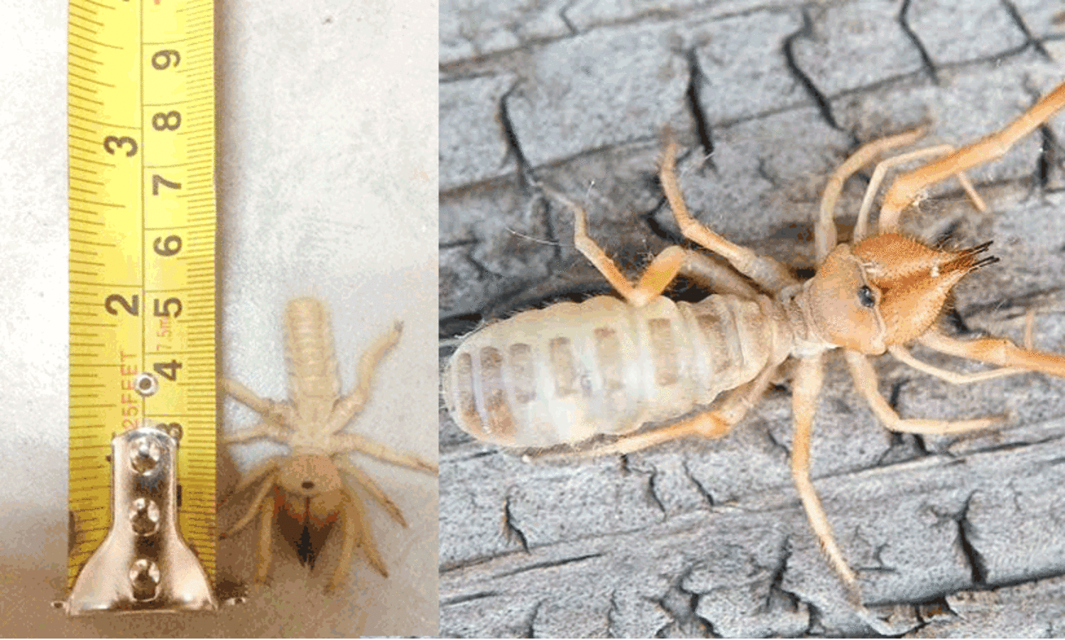 പേടി വേണ്ട ജാഗ്രത മതി; ഇത് അന്യഗ്രഹ ജീവിയല്ല ഒട്ടക ചിലന്തിയാണ്