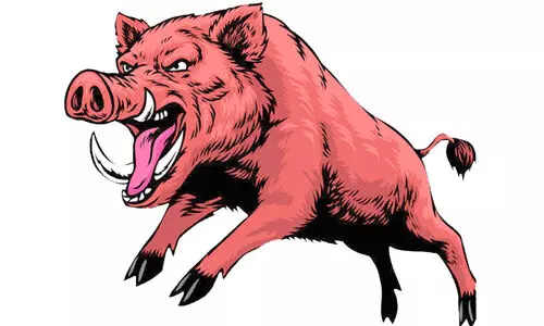 കാട്ടുപന്നികൾ നാട്ടിൽ വിലസുന്നു; വെടിവെച്ചു കൊല്ലാൻ അനുമതി നൽകിയിട്ടും നടപടിയെടുക്കാതെ ഗ്രാമപഞ്ചായത്തുകൾ കാട്ടുപന്നികൾ നാട്ടിൽ വിലസുന്നു; വെടിവെച്ചു കൊല്ലാൻ അനുമതി നൽകിയിട്ടും നടപടിയെടുക്കാതെ ഗ്രാമപഞ്ചായത്തുകൾ