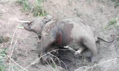 ഷോളയൂരിൽ കാട്ടാനയുടെ ജഡം അഴുകിയ നിലയിൽ; ആനകൾ തമ്മിലുള്ള ആക്രമണത്തിലേറ്റ പരിക്കാണ് മരണ കാരണം ഷോളയൂരിൽ കാട്ടാനയുടെ ജഡം അഴുകിയ നിലയിൽ; ആനകൾ തമ്മിലുള്ള ആക്രമണത്തിലേറ്റ പരിക്കാണ് മരണ കാരണം