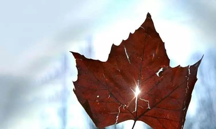 സായാഹ്നം