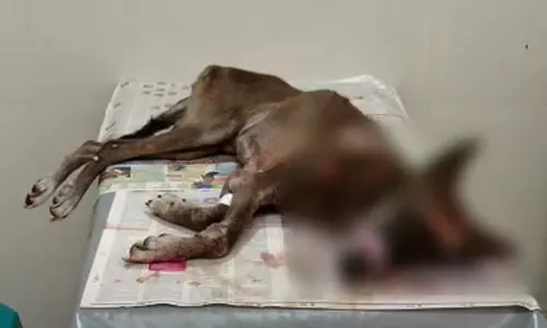 വിളിച്ചിട്ട് വന്നില്ല, വളർത്തുനായയെ വെട്ടിപ്പരിക്കേൽപ്പിച്ച് റോഡിലുപേക്ഷിച്ച് ഉടമ