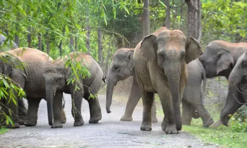 ചാലക്കുടി കാട്ടാന ആക്രമണം: മരിച്ചവരുടെ ബന്ധുക്കൾക്ക് 10 ലക്ഷം രൂപ ധനസഹായം നൽകും