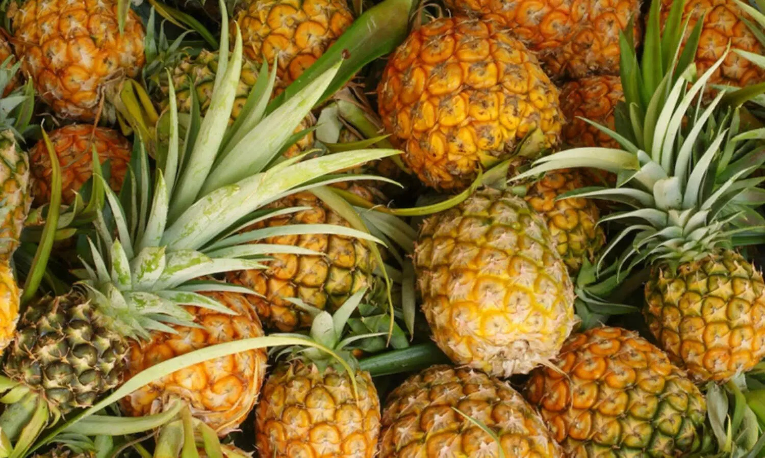 ചൂടിൽ വാടി പൈനാപ്പിൾ കർഷകർ; ഉ​ൽ​പാ​ദ​ന​ത്തി​ല്‍ ജി​ല്ല ര​ണ്ടാം സ്ഥാ​ന​ത്ത്​