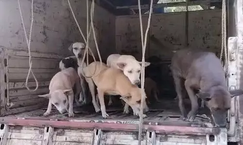 വനത്തിനുള്ളിൽ തെരുവു നായ്ക്കളെ ഉപേക്ഷിച്ച ഹൗസിങ് സൊസൈറ്റിക്കെതിരെ എഫ്.ഐ.ആർ