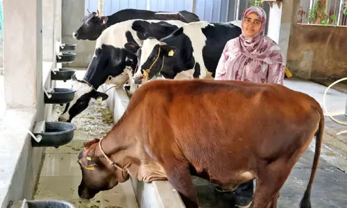 മോ​ര് മു​ത​ൽ ഛന്നാ​മു​ർ​ഗി​വ​രെ; പാ​ലി​ന്റെ മൂ​ല്യം കൂ​ട്ടി ആ​ദാ​യം നേ​ടാം