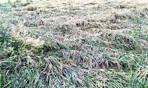 കാ​റ്റി​ലും മ​ഴ​യി​ലും മാ​റാ​ടി കോ​ൾ​പ​ട​വി​ലെ കൃ​ഷി ന​ശി​ച്ചു