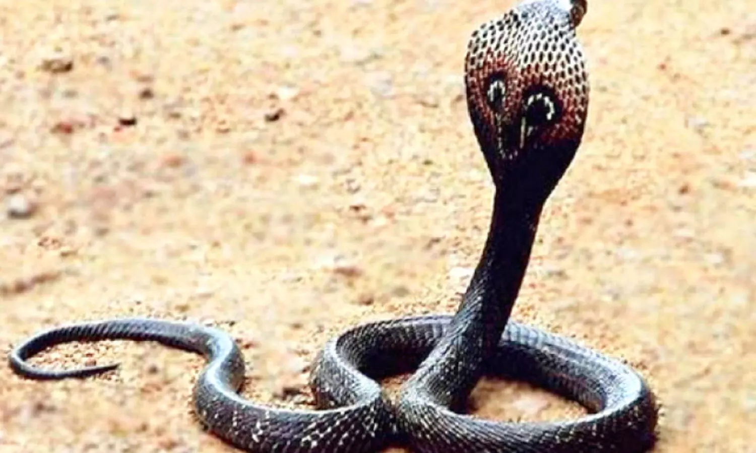 ഒ​മാ​നി​ൽ ആ​ദ്യ​മാ​യി ക​രി​മൂ​ർ​ഖ​നെ ക​ണ്ടെ​ത്തി