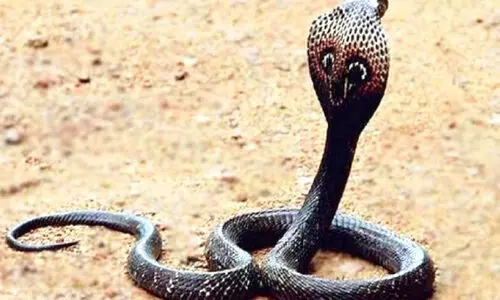 ഒ​മാ​നി​ൽ ആ​ദ്യ​മാ​യി ക​രി​മൂ​ർ​ഖ​നെ ക​ണ്ടെ​ത്തി