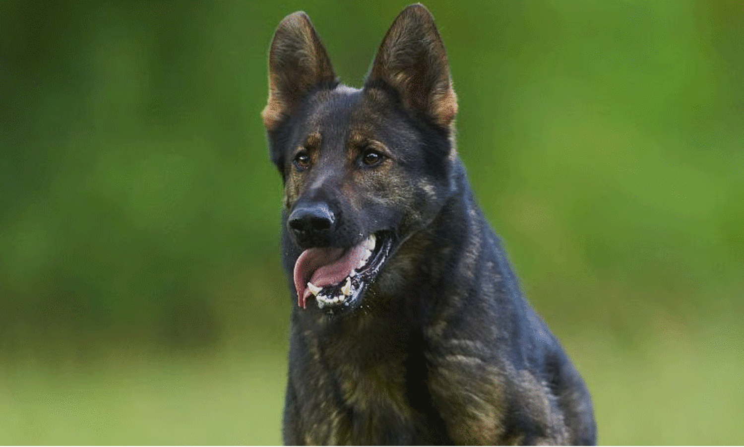 മകനു നേരെ കുരച്ചു; അയൽവാസി വളർത്തുനായയെ 12 കിലോമീറ്റർ കാറിൽ കെട്ടി വലിച്ചു