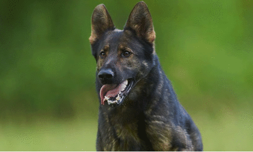 മകനു നേരെ കുരച്ചു; അയൽവാസി വളർത്തുനായയെ 12 കിലോമീറ്റർ കാറിൽ കെട്ടി വലിച്ചു