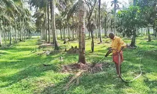 പ​ത്തേ​ക്ക​ർ ജോ​സേ​ട്ട​ൻെറ പ​ത്തേ​ക്ക​റി​ലെ തെ​ങ്ങ് കൃ​ഷി