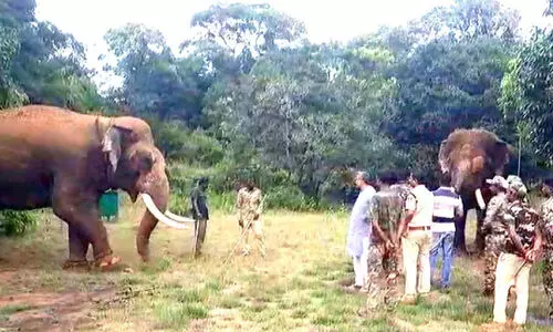 വീ​രാ​ജ്പേ​ട്ടി​ൽ ക​ടു​വ പ​ശു​വി​നെ കൊ​ന്നു; ക​ടു​വ​ക്കാ​യി ആ​ന​ക​ളെ ഉ​പ​യോ​ഗി​ച്ച് തി​ര​ച്ചി​ൽ ഊ​ർ​ജി​തം