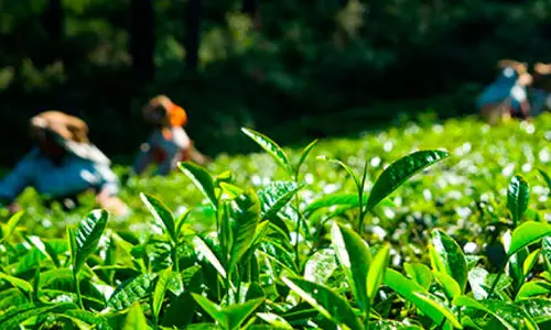 ചങ്ക് തകര്‍ന്ന് കര്‍ഷകര്‍