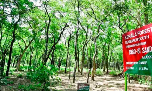 മറയൂരിന്​ ചന്ദന മഹിമയേറും