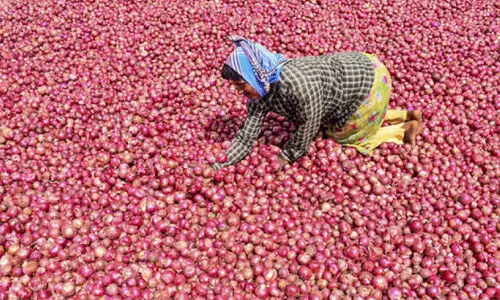 ഉ​ള്ളു പൊ​ള്ളി ഉ​ള്ളി ക​ർ​ഷ​ക​ർ