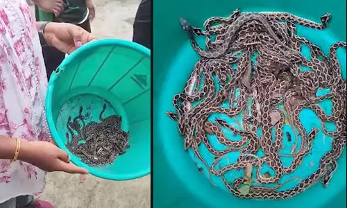 ആദ്യം ഒരു അണലിയെ കണ്ടു; തിരച്ചിലിൽ വീട്ടുപരിസരത്ത് കണ്ടെത്തിയത് 63 അണലി കുഞ്ഞുങ്ങളെ ആദ്യം ഒരു അണലിയെ കണ്ടു; തിരച്ചിലിൽ വീട്ടുപരിസരത്ത് കണ്ടെത്തിയത് 63 അണലി കുഞ്ഞുങ്ങളെ