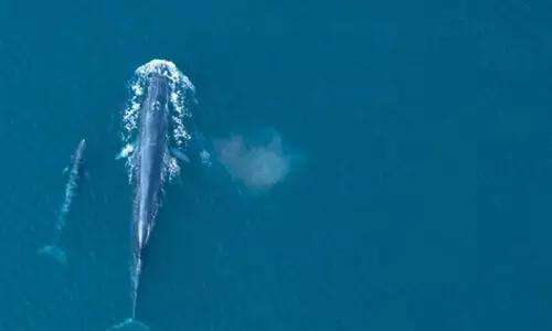 brydes whale