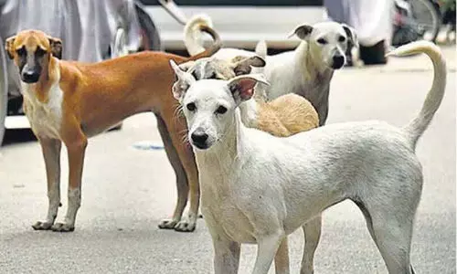 തെ​രു​​വു​ നാ​യ്ക്ക​ളു​ടെ ആ​ക്ര​മ​ണ​ത്തി​ൽ പ​രി​ക്ക്