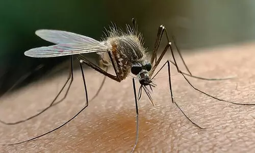 ഇന്ന് മലേറിയ ദിനം; കേരളത്തിൽ രോഗ ബാധ വർധിക്കുന്നു