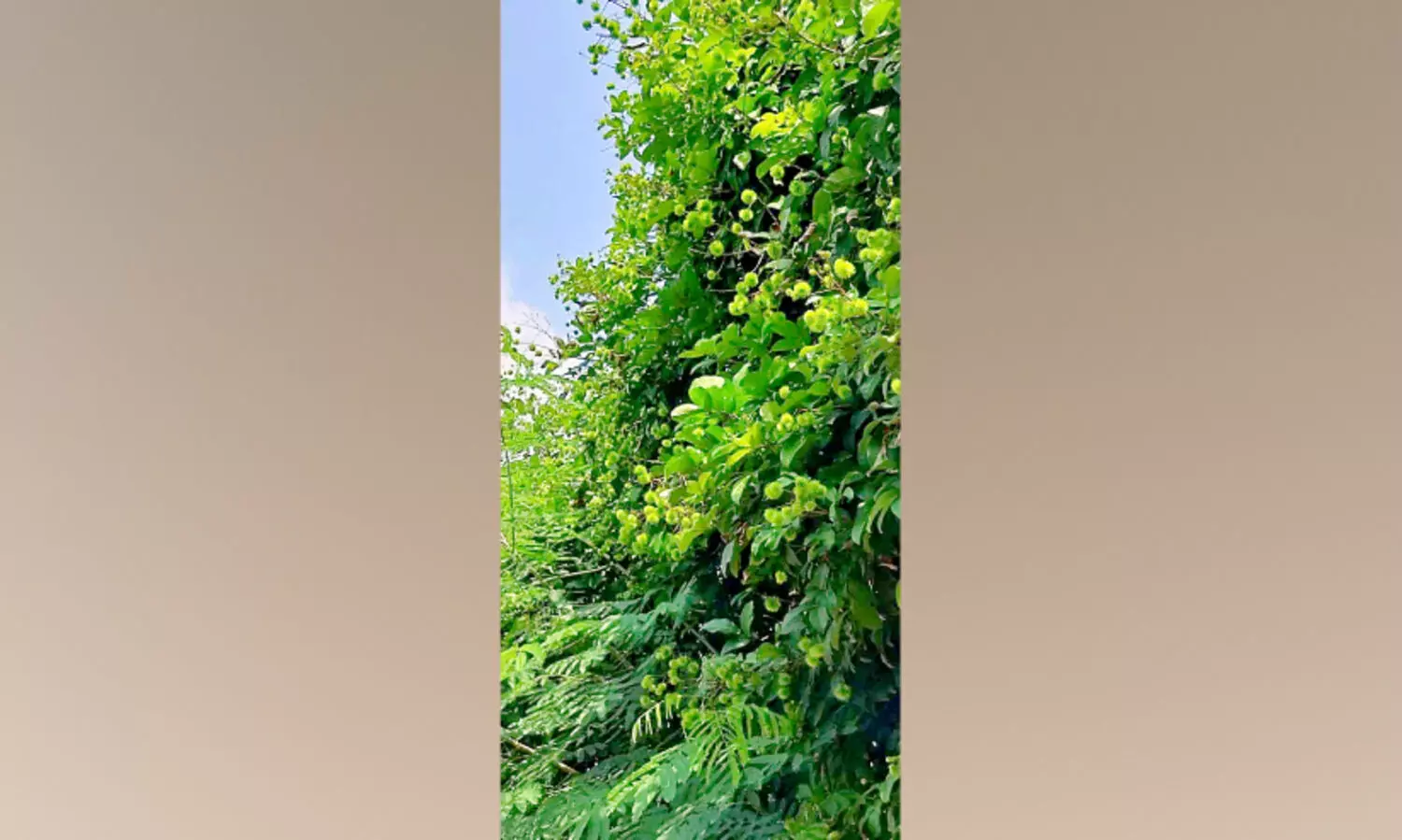 വേ​ന​ൽ​മ​ഴ: പ​രി​യാ​ര​ത്തെ റ​മ്പു​ട്ടാ​ൻ ക​ർ​ഷ​ക​ർ പ്ര​തീ​ക്ഷ​യി​ൽ