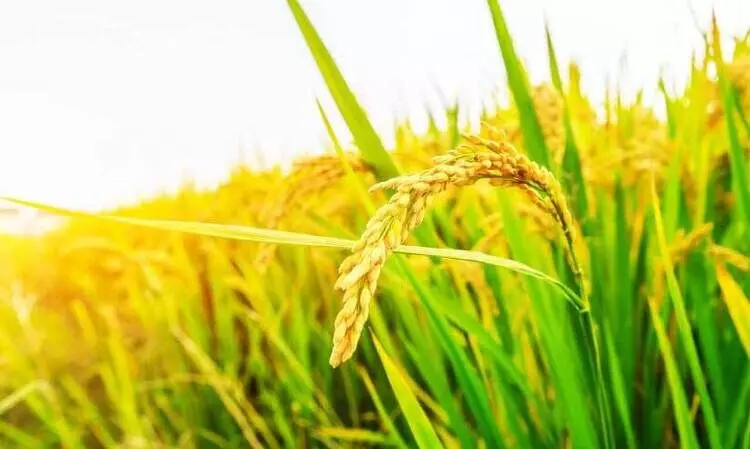 നെന്മണിയിലെഴുതിയത്