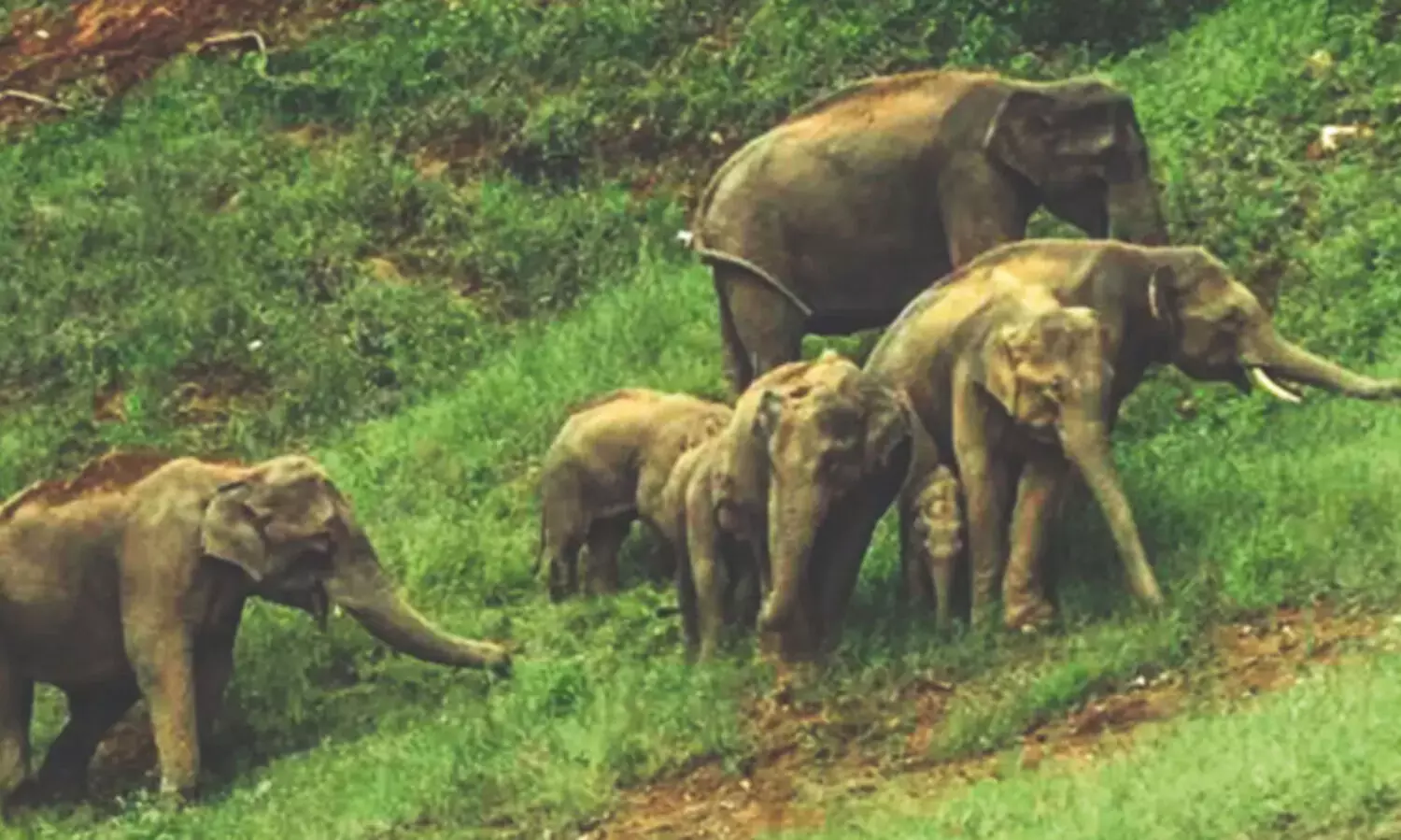 മ​രു​തം​കാ​ട്ടി​ൽ കാ​ട്ടാ​ന​ക്കൂ​ട്ടം ജ​നം ഭീ​തി​യി​ൽ