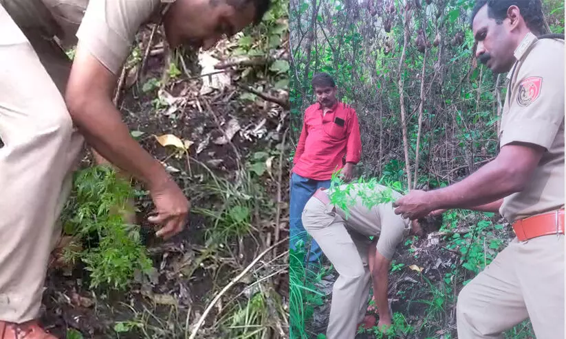 വട്ടവടയിൽ 96 കഞ്ചാവ് ചെടികൾ കണ്ടെത്തി; മൂന്ന് മാസത്തിനകം വിളവെടുപ്പിന് പാകമായവ വട്ടവടയിൽ 96 കഞ്ചാവ് ചെടികൾ കണ്ടെത്തി; മൂന്ന് മാസത്തിനകം വിളവെടുപ്പിന് പാകമായവ