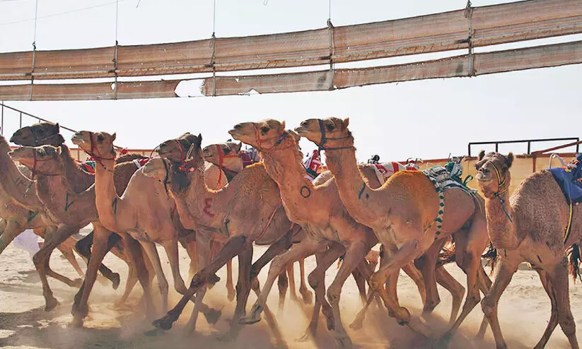 കു​വൈ​ത്ത് ഒ​ട്ട​ക​യോ​ട്ട മ​ത്സ​ര സീ​സ​ണ് സ​മാ​പ​നം