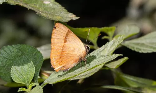 മലബാർ ഫ്ലാഷ്; ചിത്രശലഭ പ്രേമികളുടെ സ്വപ്ന ഇനം നീലഗിരി കുന്നിൽ