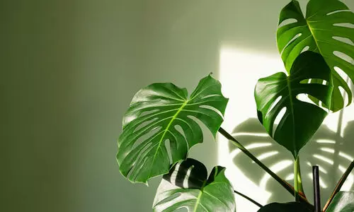 സുന്ദരി മോൻസ്​ട്ര