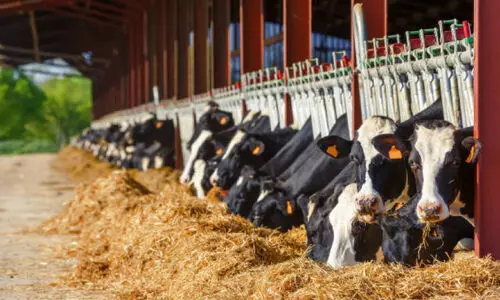 കു​ള​മ്പു​രോ​ഗം; പ്ര​തി​രോ​ധ ന​ട​പ​ടി​ക​ൾ സ​ജീ​വം