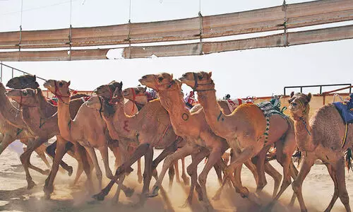 കു​വൈ​ത്ത് ഒ​ട്ട​ക​യോ​ട്ട മ​ത്സ​ര സീ​സ​ണ് സ​മാ​പ​നം