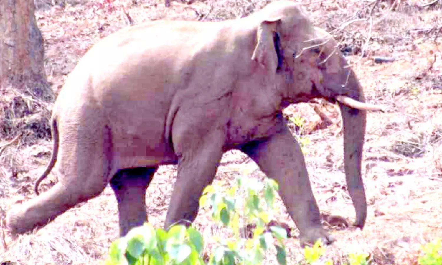 ജനജീവിതം ദുരിതപൂർണമാക്കി ആറളം ഫാമിലെ ആനപ്പട